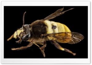 Big Bee Ultra HD Wallpaper for 4K UHD Widescreen desktop, tablet & smartphone