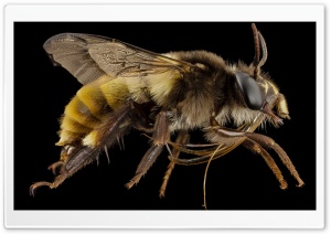 Big Bee Insect Ultra HD Wallpaper for 4K UHD Widescreen desktop, tablet & smartphone