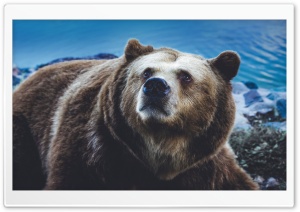 Big Brown Bear Wild Animal Ultra HD Wallpaper for 4K UHD Widescreen desktop, tablet & smartphone