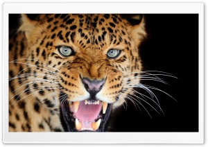 Big Cat Ultra HD Wallpaper for 4K UHD Widescreen desktop, tablet & smartphone