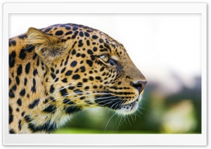 Big Cat Leopard Portrait Side View Ultra HD Wallpaper for 4K UHD Widescreen desktop, tablet & smartphone