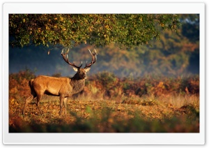 Big Deer Under Tree Ultra HD Wallpaper for 4K UHD Widescreen desktop, tablet & smartphone