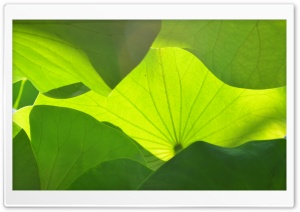 Big Green Leaves Ultra HD Wallpaper for 4K UHD Widescreen desktop, tablet & smartphone