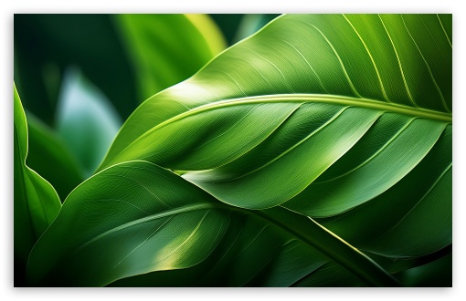 Big Green Tropical Jungle Leaves UltraHD Wallpaper for UHD 16:9 2160p 1440p 1080p 900p 720p ; 8K UHD TV 16:9 Ultra High Definition 2160p 1440p 1080p 900p 720p ; UltraWide 21:9 24:10 ; Widescreen 16:10 5:3 WHXGA WQXGA WUXGA WXGA WGA ; Fullscreen 4:3 5:4 3:2 UXGA XGA SVGA QSXGA SXGA DVGA HVGA HQVGA ( Apple PowerBook G4 iPhone 4 3G 3GS iPod Touch ) ; Tablet 1:1 ;