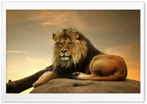 Big Lion On Stone Ultra HD Wallpaper for 4K UHD Widescreen desktop, tablet & smartphone