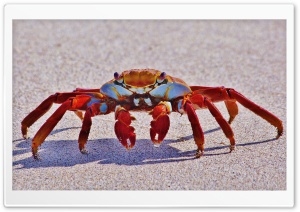 Big Red Crab Macro Ultra HD Wallpaper for 4K UHD Widescreen desktop, tablet & smartphone