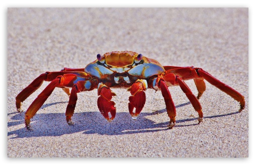 Big Red Crab Macro UltraHD Wallpaper for HD 16:9 ; Widescreen 16:10 5:3 ; Fullscreen 3:2 ;