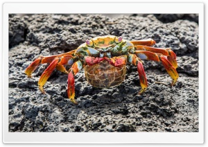 Big Red Crab On Stone Ultra HD Wallpaper for 4K UHD Widescreen desktop, tablet & smartphone
