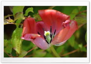 Big Reddish Bloom Ultra HD Wallpaper for 4K UHD Widescreen desktop, tablet & smartphone