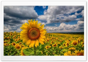 Big Sunflower In The Field Ultra HD Wallpaper for 4K UHD Widescreen desktop, tablet & smartphone