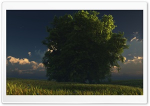 Big Tree Ultra HD Wallpaper for 4K UHD Widescreen desktop, tablet & smartphone