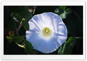 Big White Flower Ultra HD Wallpaper for 4K UHD Widescreen desktop, tablet & smartphone