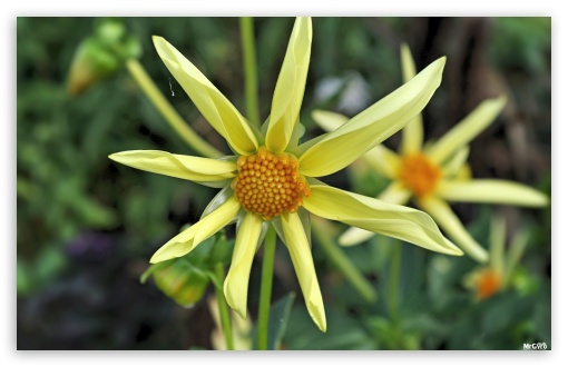 Big yellow flower UltraHD Wallpaper for UHD 16:9 ; HD 16:9 ; Widescreen 16:10 5:3 ;