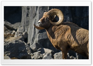 Bighorn Sheep Ultra HD Wallpaper for 4K UHD Widescreen desktop, tablet & smartphone