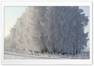Birch Forest, Winter Ultra HD Wallpaper for 4K UHD Widescreen desktop, tablet & smartphone