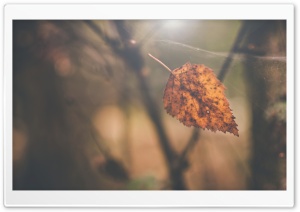 Birch Leaf, Autumn Ultra HD Wallpaper for 4K UHD Widescreen desktop, tablet & smartphone