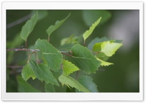 Birch Leaves Ultra HD Wallpaper for 4K UHD Widescreen desktop, tablet & smartphone