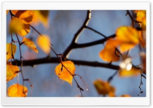 Birch Tree, Autumn Ultra HD Wallpaper for 4K UHD Widescreen desktop, tablet & smartphone