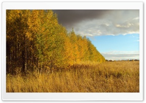 Birch Tree Forest, Autumn Ultra HD Wallpaper for 4K UHD Widescreen desktop, tablet & smartphone