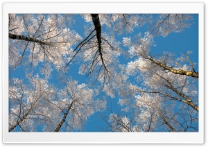 Birch Tree Tops, Winter Ultra HD Wallpaper for 4K UHD Widescreen desktop, tablet & smartphone
