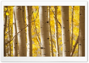 Birch Trees Ultra HD Wallpaper for 4K UHD Widescreen desktop, tablet & smartphone