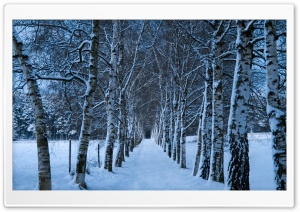 Birch Trees Alley, Winter Ultra HD Wallpaper for 4K UHD Widescreen desktop, tablet & smartphone