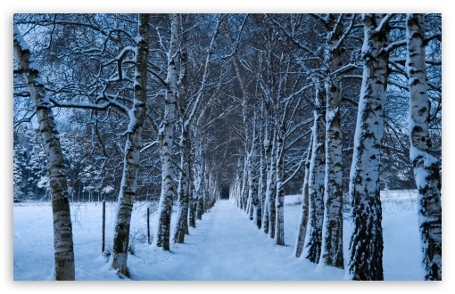 birch trees in winter wallpaper