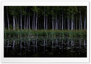 Birch Trees Forest, Lake Reflection Ultra HD Wallpaper for 4K UHD Widescreen desktop, tablet & smartphone
