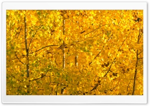 Birch Trees with Yellow Leaves, Autumn 4K UHD Wallpaper for Widescreen and UltraWide Desktop, UltraHD TV, Smartphone, Tablet