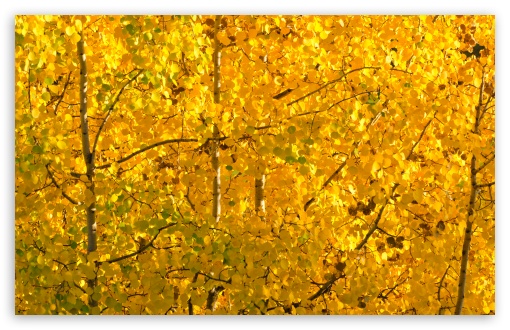 Birch Trees with Yellow Leaves, Autumn UltraHD Wallpaper for UHD 16:9 ; HD 16:9 ; UltraWide 21:9 24:10 32:9 32:10 ; Widescreen 16:10 5:3 ; Fullscreen 4:3 5:4 3:2 ; Tablet 1:1 ; Mobile 9:16 9:19.5 9:20 9:21 9:22 10:16 2:3 3:5 3:4 ; Dual 16:10 5:3 16:9 4:3 5:4 3:2 ;