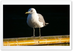 Bird Ultra HD Wallpaper for 4K UHD Widescreen desktop, tablet & smartphone