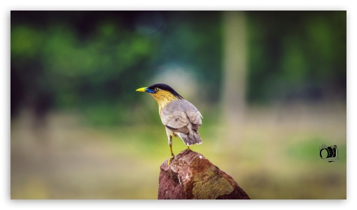 bird UltraHD Wallpaper for UHD 16:9 ; HD 16:9 ;