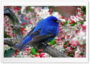 Bird 4 Ultra HD Wallpaper for 4K UHD Widescreen desktop, tablet & smartphone