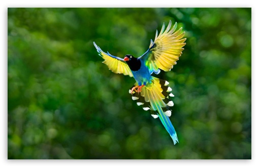 Bird UltraHD Wallpaper for Wide 16:10 Widescreen WHXGA WQXGA WUXGA WXGA ;