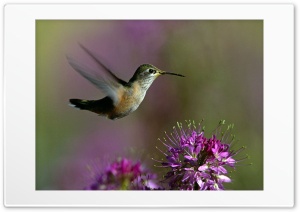 Bird 4K UHD Wallpaper for Widescreen and UltraWide Desktop, UltraHD TV, Smartphone, Tablet