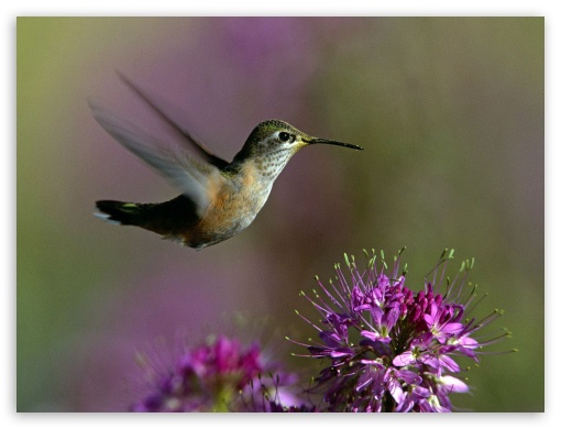 Bird UltraHD Wallpaper for Fullscreen 4:3 ;