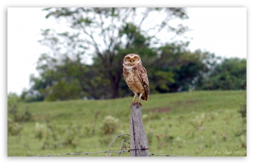 Bird UltraHD Wallpaper for 8K UHD TV 16:9 Ultra High Definition 2160p 1440p 1080p 900p 720p ; Widescreen 16:10 5:3 WHXGA WQXGA WUXGA WXGA WGA ; Fullscreen 4:3 5:4 3:2 UXGA XGA SVGA QSXGA SXGA DVGA HVGA HQVGA ( Apple PowerBook G4 iPhone 4 3G 3GS iPod Touch ) ; Tablet 1:1 ; Mobile 3:4 - ;