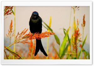 Bird - Shoaib Photography Ultra HD Wallpaper for 4K UHD Widescreen desktop, tablet & smartphone