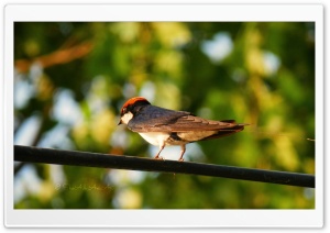 Bird - Shoaib Photography - Ultra HD Wallpaper for 4K UHD Widescreen desktop, tablet & smartphone