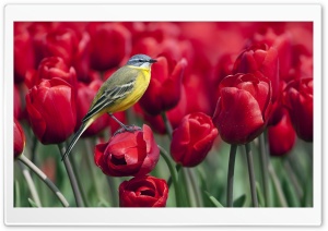 Bird and Red Tulips Ultra HD Wallpaper for 4K UHD Widescreen desktop, tablet & smartphone