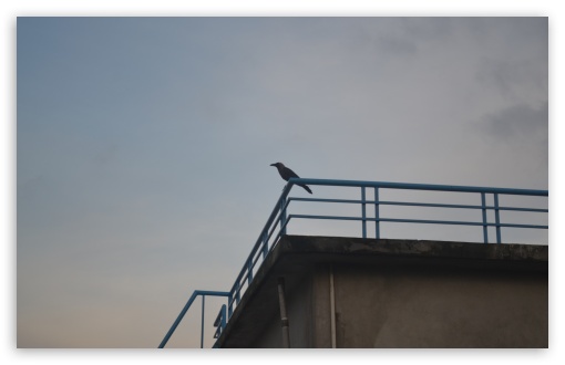 Bird and Sky UltraHD Wallpaper for UHD 16:9 ; HD 16:9 ; UltraWide 32:9 32:10 ; Widescreen 16:10 5:3 ; Fullscreen 4:3 5:4 3:2 ; Tablet 1:1 ; Mobile 3:5 3:4 ; Dual 16:10 5:3 16:9 4:3 5:4 ;