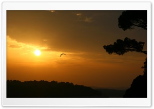 Bird And Sunset Ultra HD Wallpaper for 4K UHD Widescreen desktop, tablet & smartphone