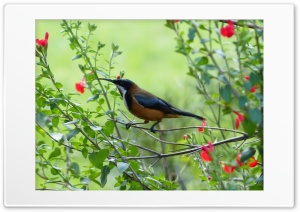 Bird Beak Branches Flowers Leaves Ultra HD Wallpaper for 4K UHD Widescreen Desktop, Lockscreen, Screensaver, TV, Tablet, Smartphone