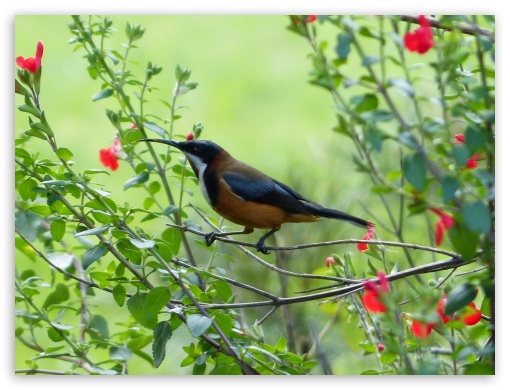 Bird Beak Branches Flowers Leaves UltraHD Wallpaper for Fullscreen 4:3 ;