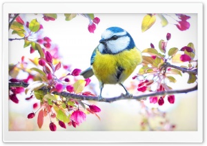 Bird, Blossom Flowers, Springtime Ultra HD Wallpaper for 4K UHD Widescreen desktop, tablet & smartphone