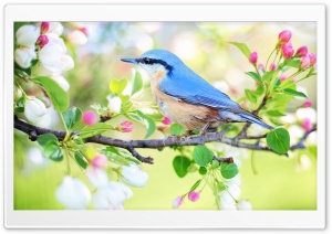 Bird, Blossom Tree Branch, Springtime Ultra HD Wallpaper for 4K UHD Widescreen desktop, tablet & smartphone