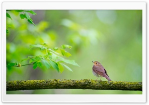 Bird, Branch, Nature Ultra HD Wallpaper for 4K UHD Widescreen desktop, tablet & smartphone