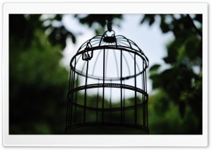 Bird Cage Ultra HD Wallpaper for 4K UHD Widescreen desktop, tablet & smartphone
