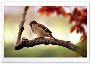 Bird Close-Up Ultra HD Wallpaper for 4K UHD Widescreen desktop, tablet & smartphone