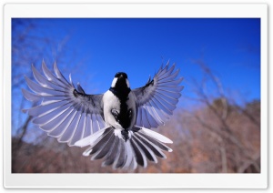 Bird Flying Ultra HD Wallpaper for 4K UHD Widescreen desktop, tablet & smartphone